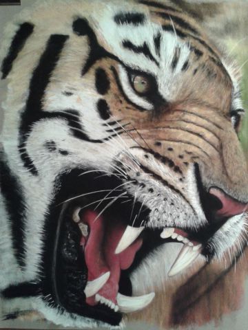 tigre